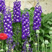 Image result for Delphinium Christel