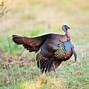 Image result for World's Largest Turkey