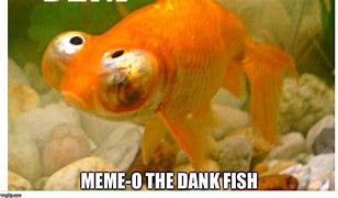 Image result for Dank Fish Memes