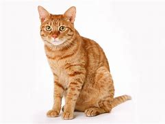 Image result for Happy Cat White Background