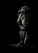 Image result for Black and White Lion Photography