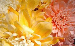 Image result for Yellow-Orange Flowers Wallpaper