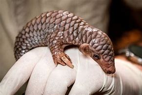 Image result for Pangolin Baby Being Born