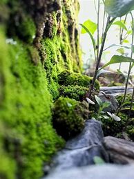Image result for Green Moss On Rocks