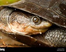 Image result for Mesoclemmys Chelidae