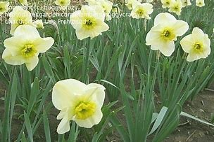 Image result for Narcissus Mint Julep