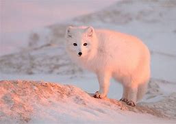 Image result for Svalbard Arctic Fiona