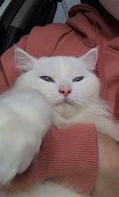 Image result for Cat Looking at Phone