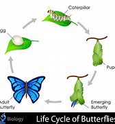 Image result for Butterfly Food Chain