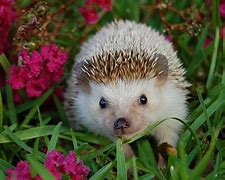 Image result for African Dwarf Hedgehog