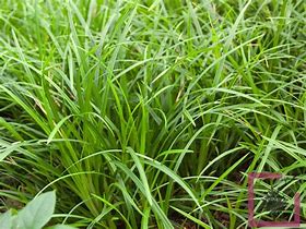Image result for Carex morrowii Irish Green