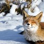 Image result for Computer Wallpaper Cute Winter