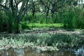 Image result for Murray Darling wetlands
