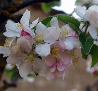 Image result for Apple Tree Flowers