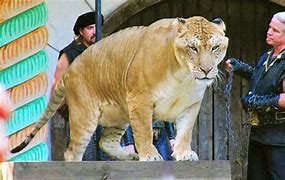 Image result for Biggest Liger in the World