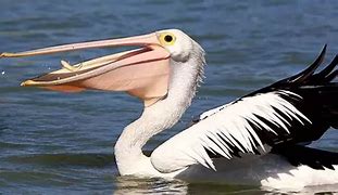 Image result for Pictures of Live Pelicans
