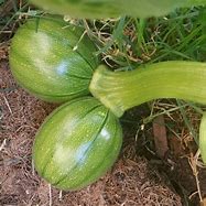Image result for Zucchini Pumpkin Hybrid