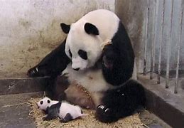 Image result for Panda Baby Sneeze