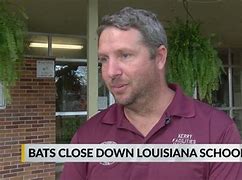 Image result for Bat Species in Louisiana