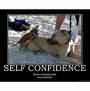 Image result for Dog Confidence Meme
