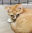 Image result for Dwarfism Cat