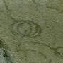 grypania_spiralis എന്നതിനുള്ള ഇമേജ് ഫലം