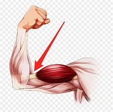 Image result for Muscle Arm Pointing