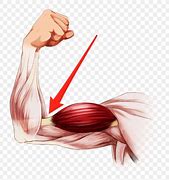 Image result for Arm Anatomy Clip Art