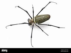 Image result for Realistic Toy Spiders