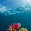 Image result for Lock Screen Fish iPhone 6 Wallpaper HD