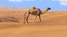 Image result for Saudi Arabia Exotic Animals