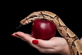 Image result for Man Apple Snake
