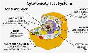 Image result for cytochemia