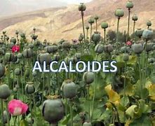 Image result for alcaloude