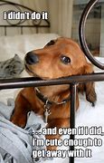 Image result for Animals It Wasn't Me