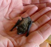 Image result for Wingspan of a Bumblebee Bat