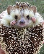Image result for White Baby Hedgehog