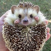 Image result for Very Cute Baby Hedgehog