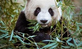 Image result for High Panda Black White
