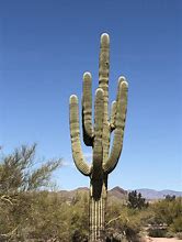 Image result for Cactuses of Arizona