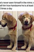 Image result for Old Dog Looking at Phone Meme