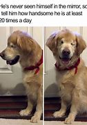 Image result for Picture Dog in Hat Meme FaZe