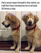 Image result for How Quickly a Lost Dog Meme
