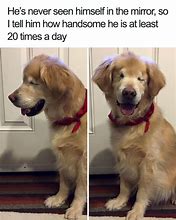 Image result for Smiling Puppy Dog Meme
