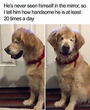 Image result for Awesome Dog Funny Memes