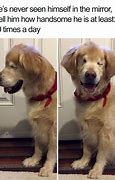 Image result for Happy New Year 2019 Dog Meme