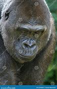 Image result for Gorilla Head