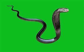Image result for Snake Green screen