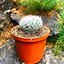 Image result for Mammillaria Old Lady Cactus