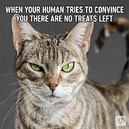 Image result for Winning Cat Meme